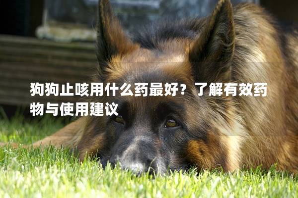 狗狗止咳用什么药最好？了解有效药物与使用建议