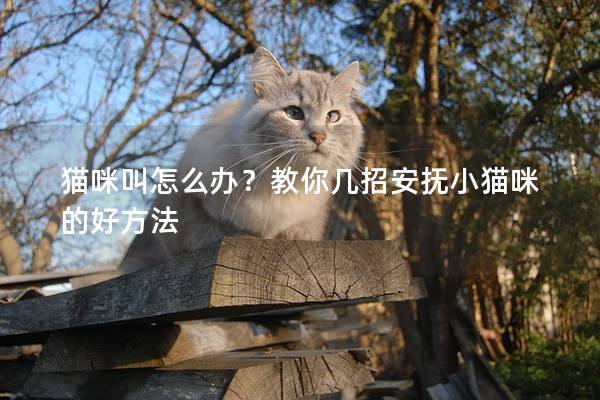 猫咪叫怎么办？教你几招安抚小猫咪的好方法