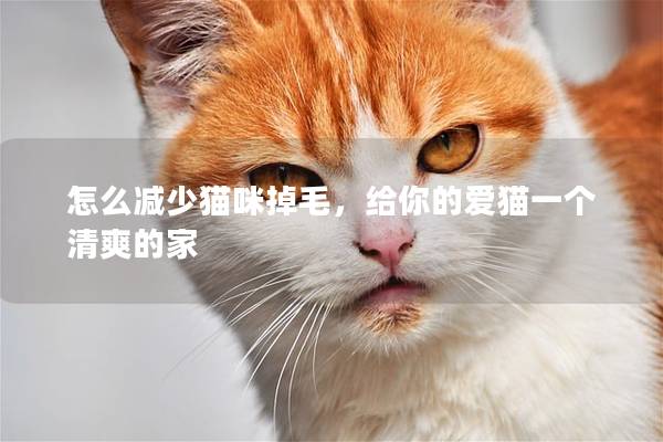 怎么减少猫咪掉毛，给你的爱猫一个清爽的家