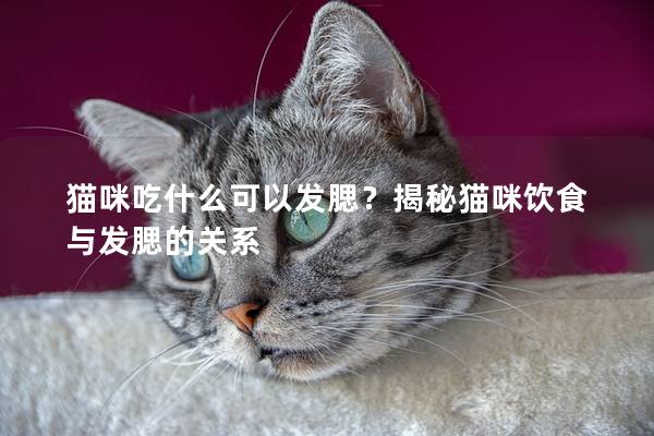 猫咪吃什么可以发腮？揭秘猫咪饮食与发腮的关系