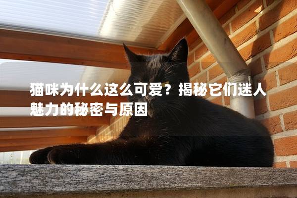 猫咪为什么这么可爱？揭秘它们迷人魅力的秘密与原因