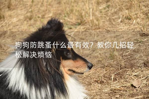 狗狗防跳蚤什么最有效？教你几招轻松解决烦恼