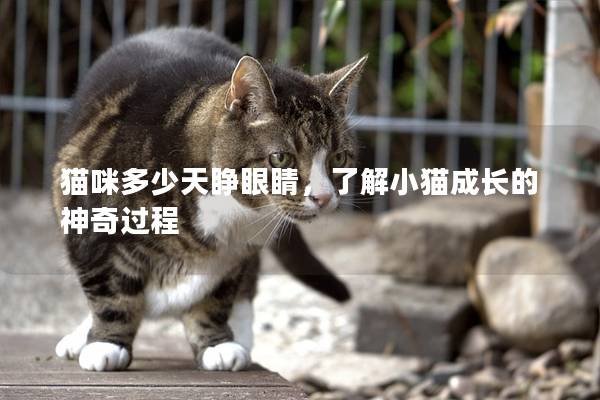 猫咪多少天睁眼睛，了解小猫成长的神奇过程