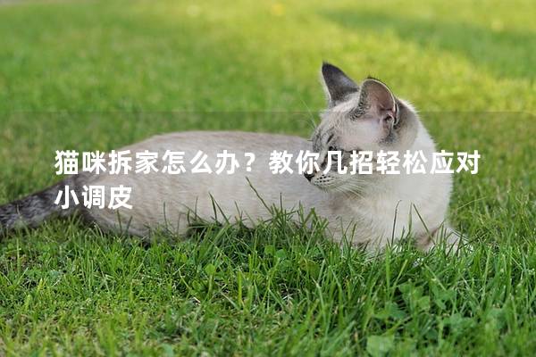 猫咪拆家怎么办？教你几招轻松应对小调皮