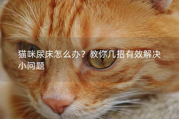 猫咪尿床怎么办？教你几招有效解决小问题