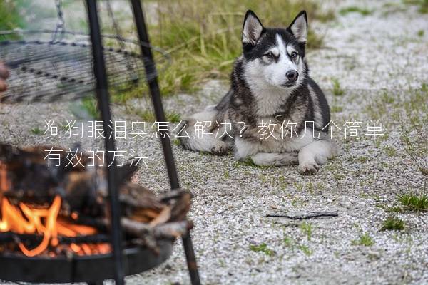 狗狗眼泪臭怎么解决？教你几个简单有效的方法