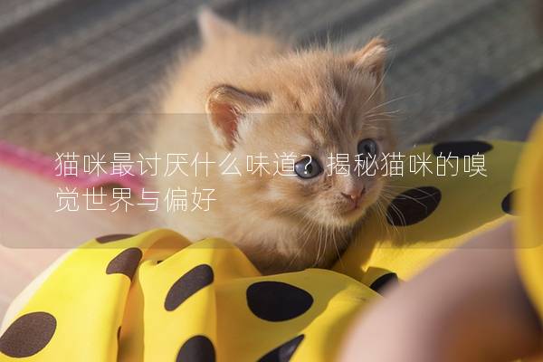 猫咪最讨厌什么味道？揭秘猫咪的嗅觉世界与偏好