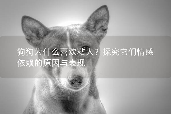 狗狗为什么喜欢粘人？探究它们情感依赖的原因与表现