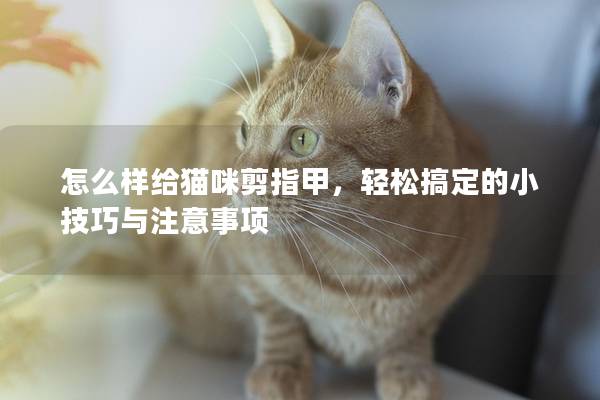 怎么样给猫咪剪指甲，轻松搞定的小技巧与注意事项