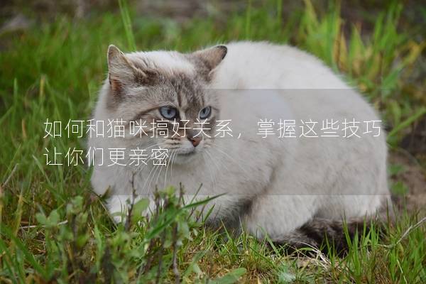 如何和猫咪搞好关系，掌握这些技巧让你们更亲密