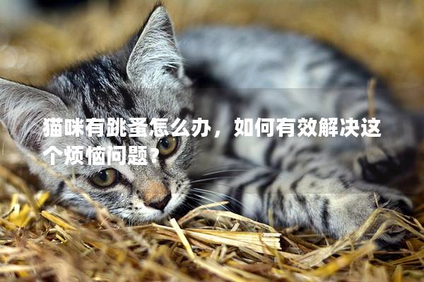 猫咪有跳蚤怎么办，如何有效解决这个烦恼问题？