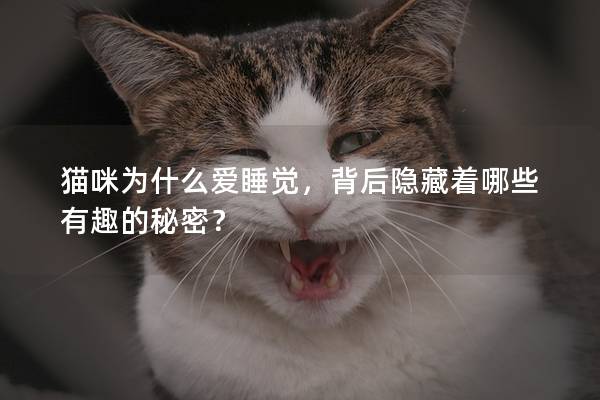 猫咪为什么爱睡觉，背后隐藏着哪些有趣的秘密？