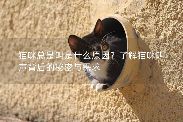 猫咪总是叫是什么原因？了解猫咪叫声背后的秘密与需求