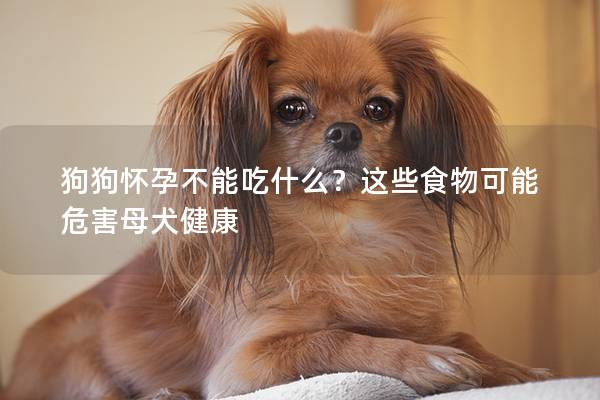 狗狗怀孕不能吃什么？这些食物可能危害母犬健康