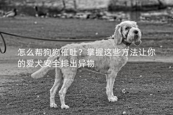 怎么帮狗狗催吐？掌握这些方法让你的爱犬安全排出异物