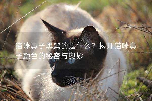 猫咪鼻子黑黑的是什么？揭开猫咪鼻子颜色的秘密与奥妙