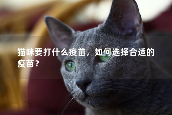 猫咪要打什么疫苗，如何选择合适的疫苗？