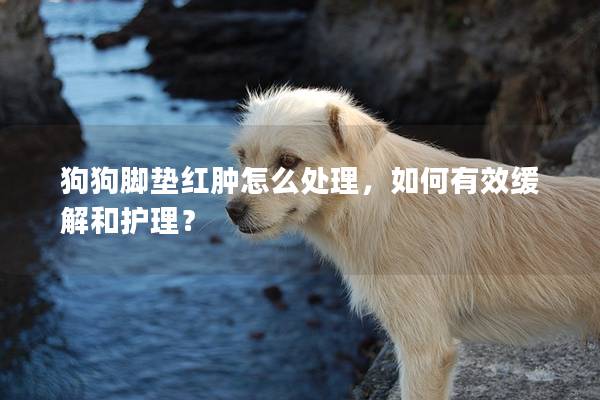 狗狗脚垫红肿怎么处理，如何有效缓解和护理？