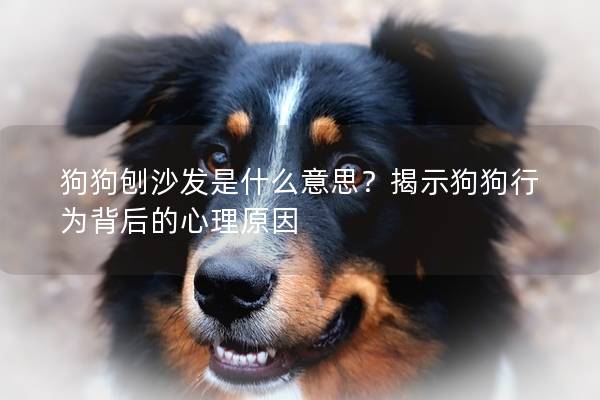 狗狗刨沙发是什么意思？揭示狗狗行为背后的心理原因