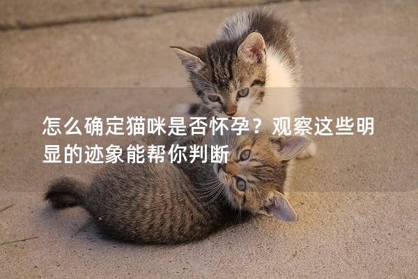 怎么确定猫咪是否怀孕？观察这些明显的迹象能帮你判断