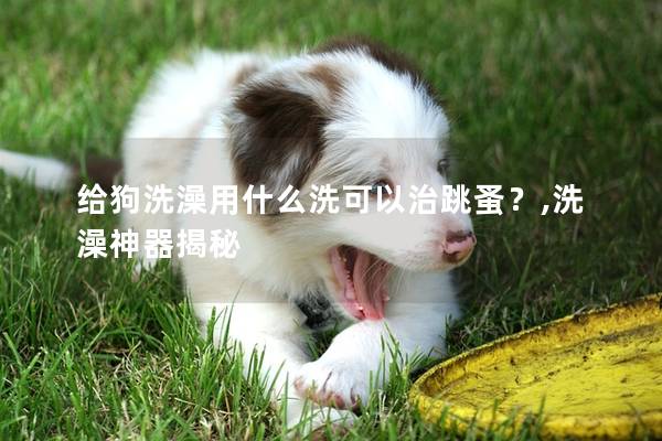 给狗洗澡用什么洗可以治跳蚤？,洗澡神器揭秘