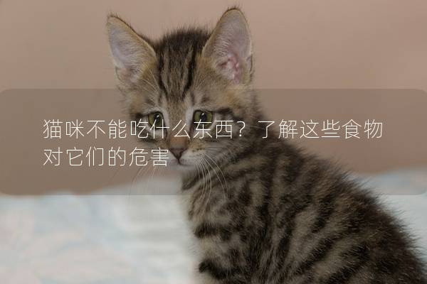 猫咪不能吃什么东西？了解这些食物对它们的危害