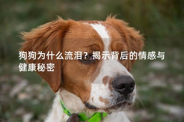 狗狗为什么流泪？揭示背后的情感与健康秘密