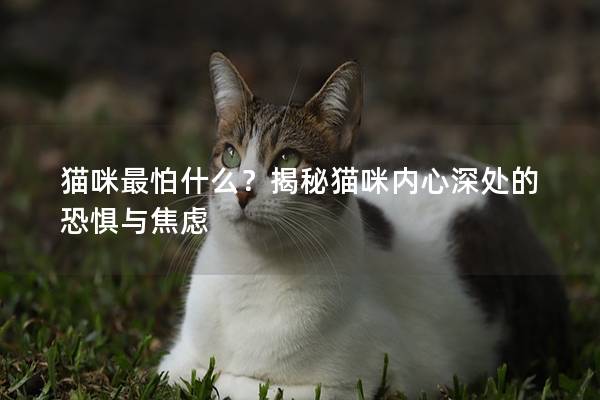 猫咪最怕什么？揭秘猫咪内心深处的恐惧与焦虑