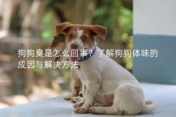 狗狗臭是怎么回事？了解狗狗体味的成因与解决方法