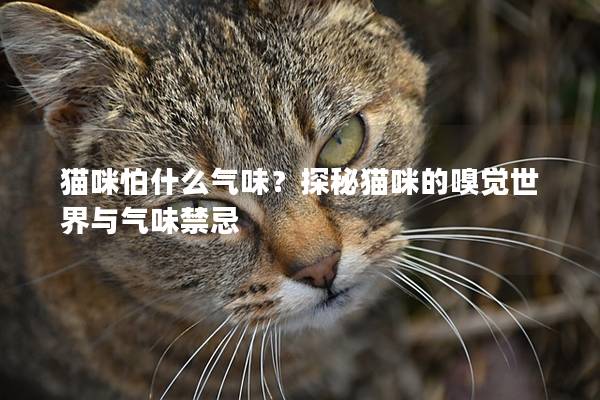 猫咪怕什么气味？探秘猫咪的嗅觉世界与气味禁忌