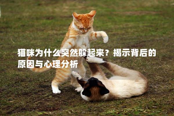 猫咪为什么突然躲起来？揭示背后的原因与心理分析