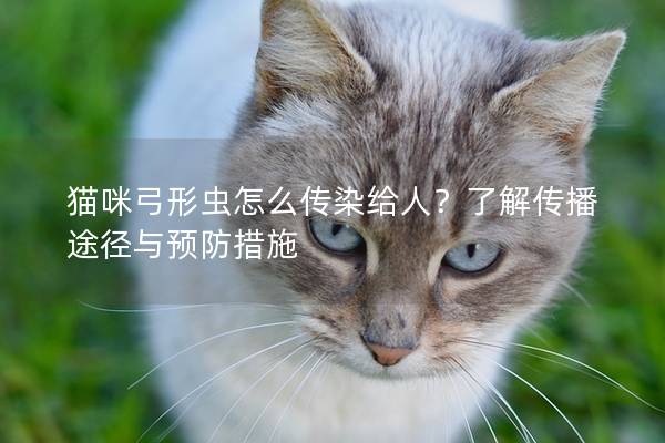 猫咪弓形虫怎么传染给人？了解传播途径与预防措施