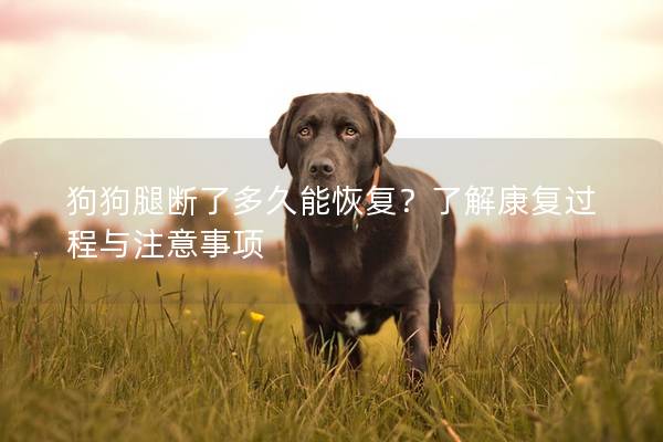 狗狗腿断了多久能恢复？了解康复过程与注意事项