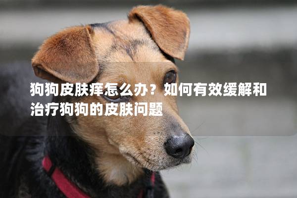 狗狗皮肤痒怎么办？如何有效缓解和治疗狗狗的皮肤问题