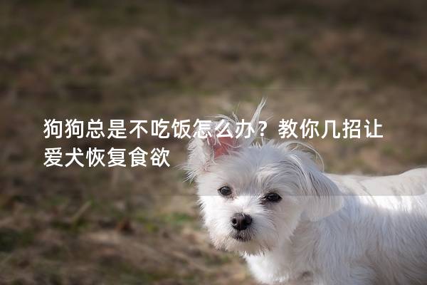 狗狗总是不吃饭怎么办？教你几招让爱犬恢复食欲