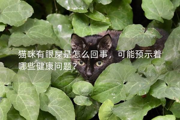 猫咪有眼屎是怎么回事，可能预示着哪些健康问题？