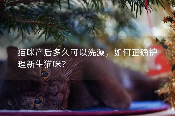 猫咪产后多久可以洗澡，如何正确护理新生猫咪？