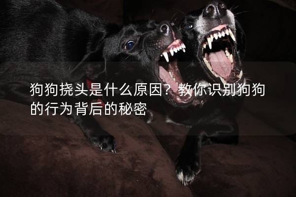 狗狗挠头是什么原因？教你识别狗狗的行为背后的秘密