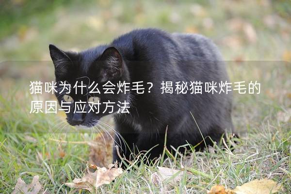 猫咪为什么会炸毛？揭秘猫咪炸毛的原因与应对方法