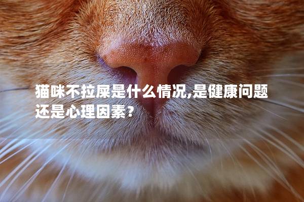 猫咪不拉屎是什么情况,是健康问题还是心理因素？