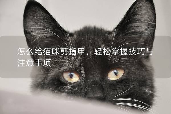 怎么给猫咪剪指甲，轻松掌握技巧与注意事项