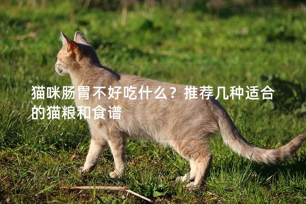 猫咪肠胃不好吃什么？推荐几种适合的猫粮和食谱