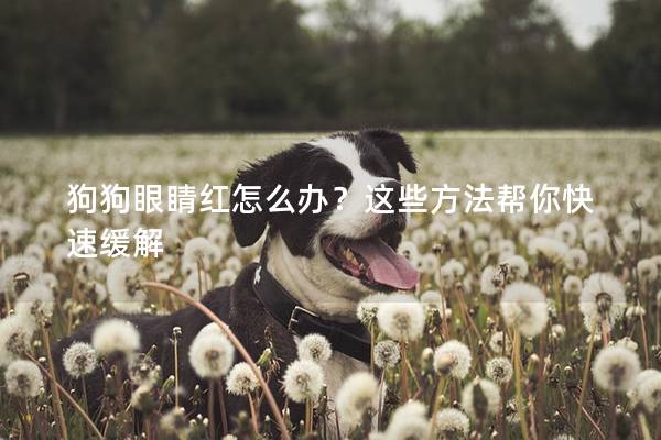 狗狗眼睛红怎么办？这些方法帮你快速缓解