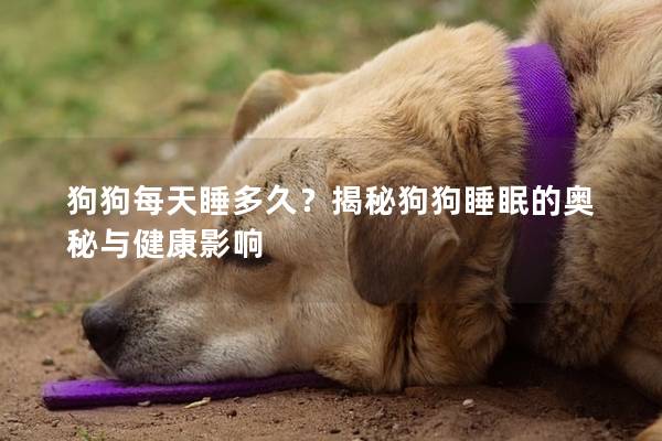 狗狗每天睡多久？揭秘狗狗睡眠的奥秘与健康影响