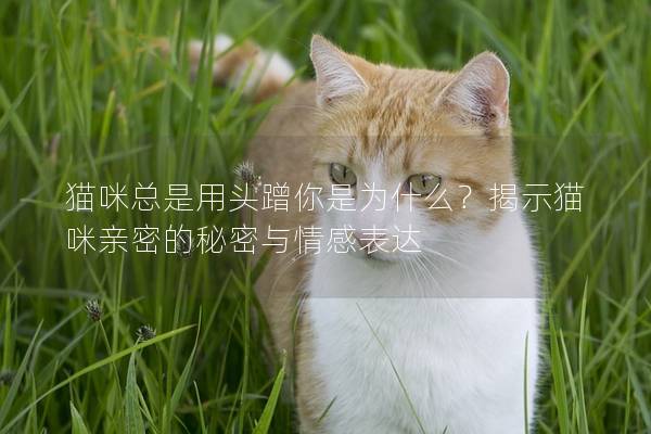 猫咪总是用头蹭你是为什么？揭示猫咪亲密的秘密与情感表达