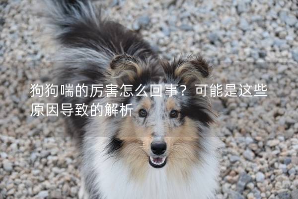 狗狗喘的厉害怎么回事？可能是这些原因导致的解析