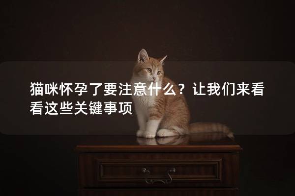 猫咪怀孕了要注意什么？让我们来看看这些关键事项