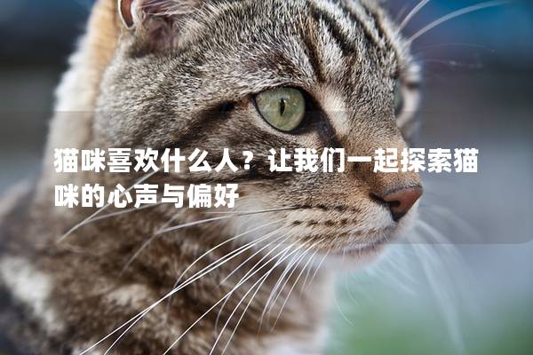 猫咪喜欢什么人？让我们一起探索猫咪的心声与偏好