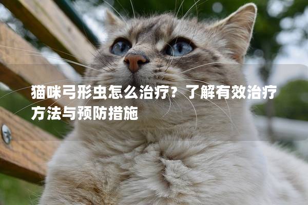 猫咪弓形虫怎么治疗？了解有效治疗方法与预防措施