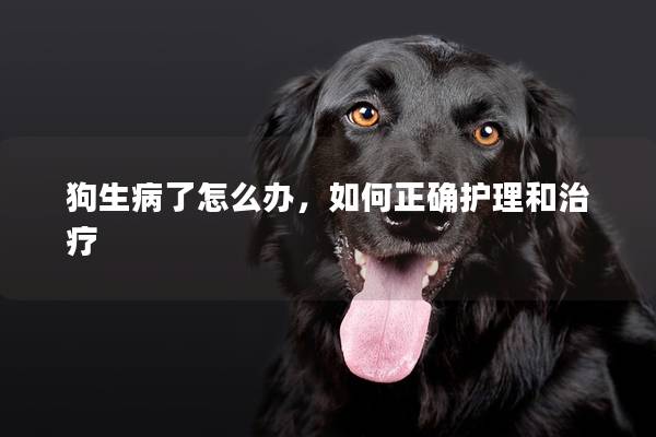 狗生病了怎么办，如何正确护理和治疗